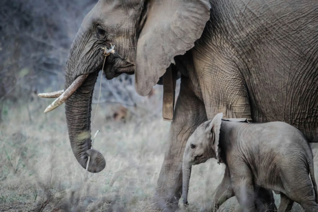 Elephants travel long distances and need to remember where food and water are.